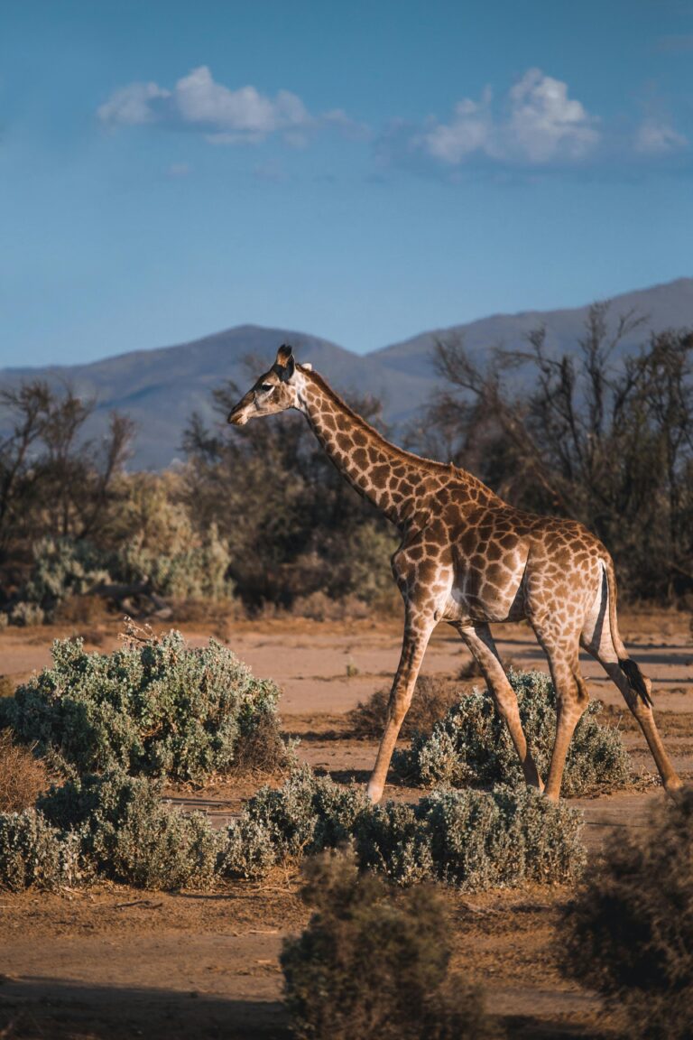 How to Plan an African Safari in 2025: A Complete Beginner’s Guide